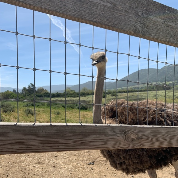 Meet your Posher, Anne - Picture 1 of 1